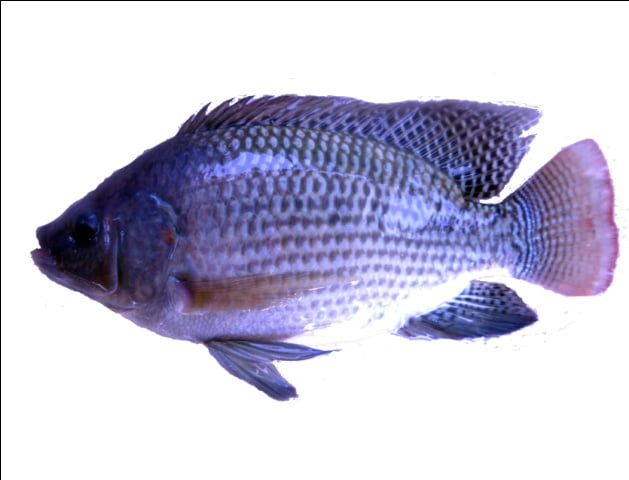 ikan nila srikandi