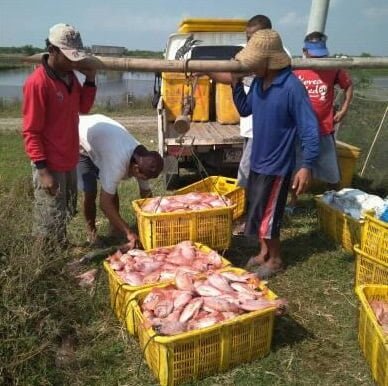 panen ikan nila