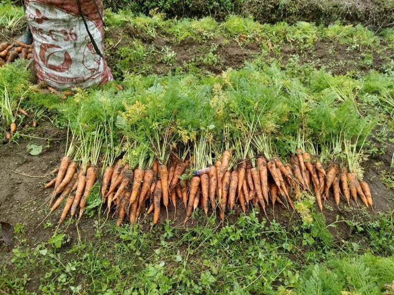 Cara Menanam Wortel Agar Berbuah Lebih Cepat Dan Lebat