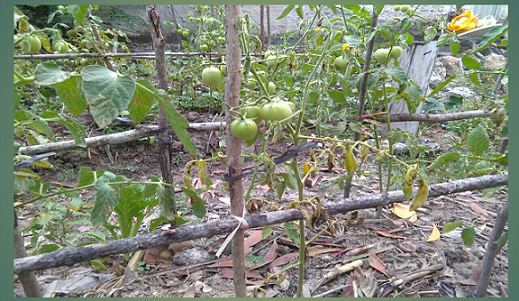 pengendalian layu fusarium pada tomat