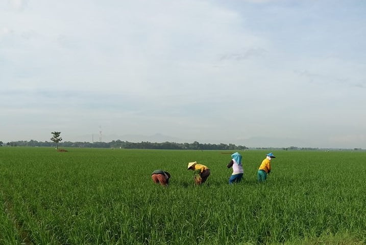proses penyiangan padi