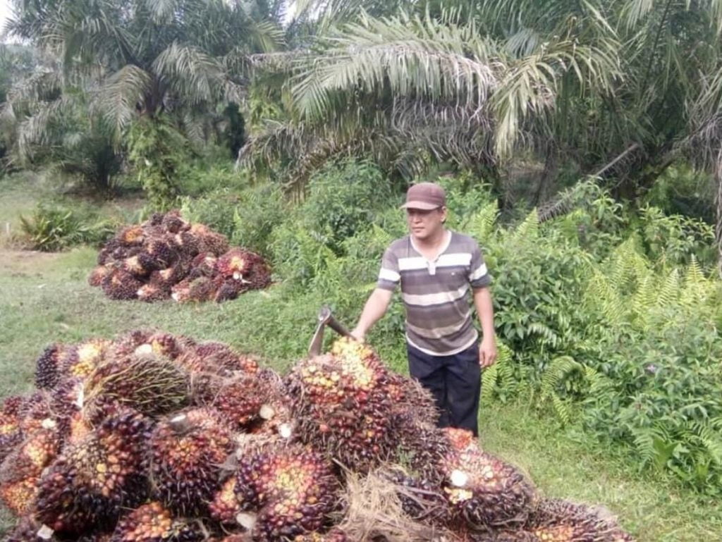 budidaya kelapa sawit