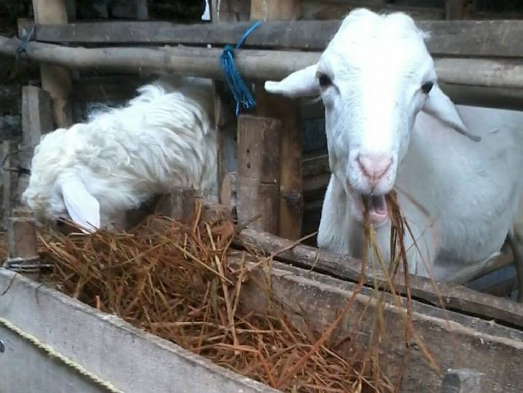 fermentasi pakan kambing