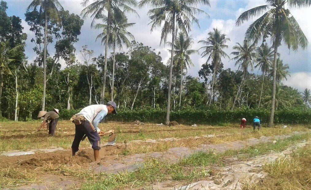 lahan semangka