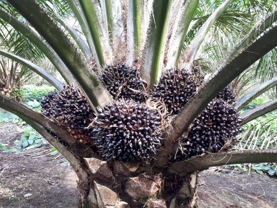 syarat tumbuh kelapa sawit