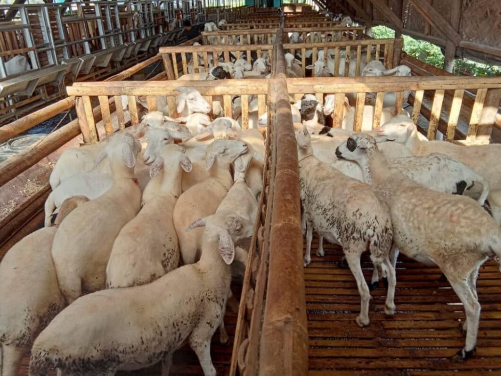 ternak domba
