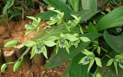 How to plant orchids How to plant orchids