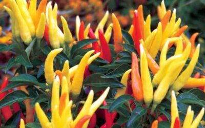 Planting chillies Planting chillies