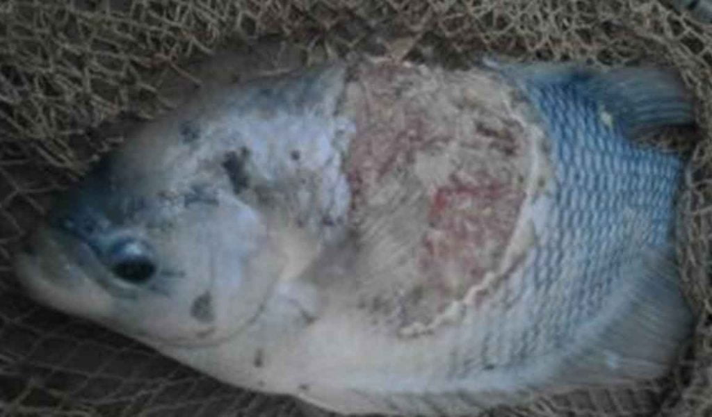 penyakit ikan gurame