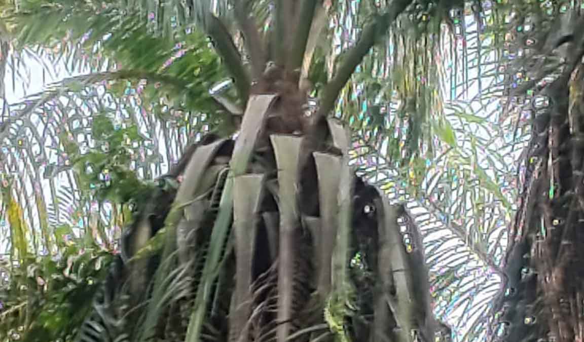 hama kelapa sawit