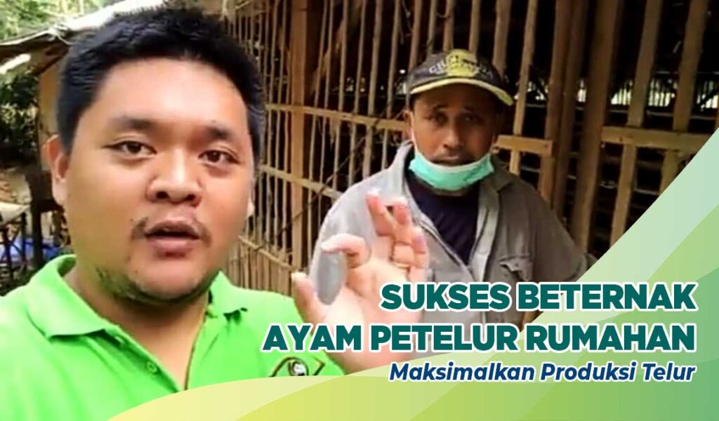 ternak ayam petelur rumahan