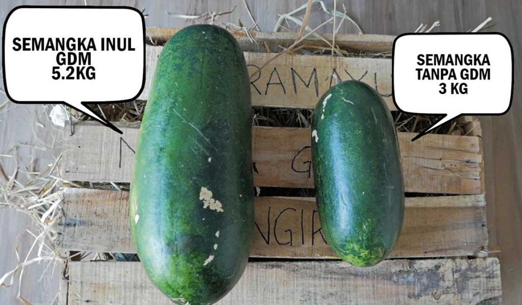 cara menanam semangka