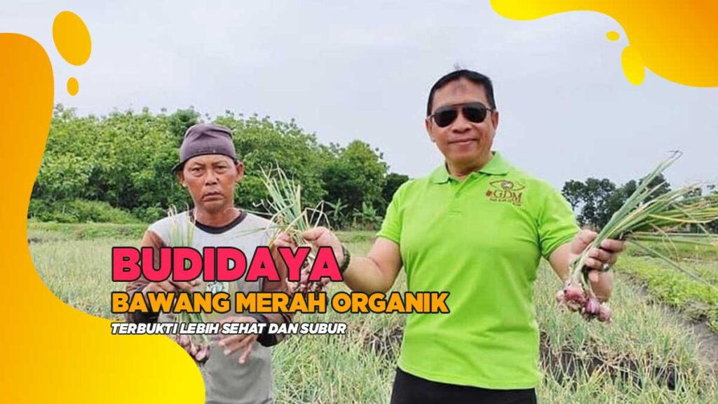 budidaya bawang merah