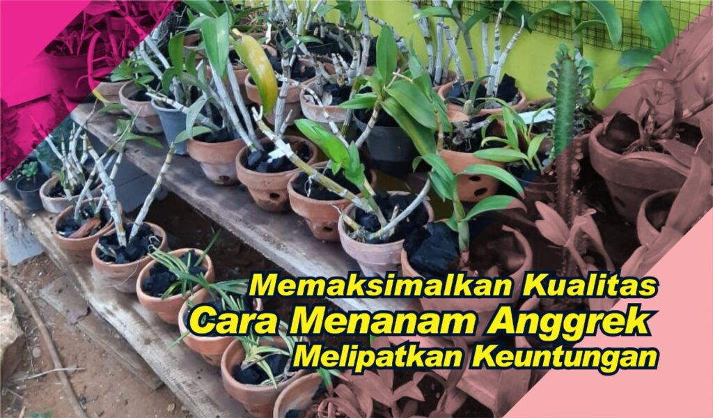 cara menanam anggrek