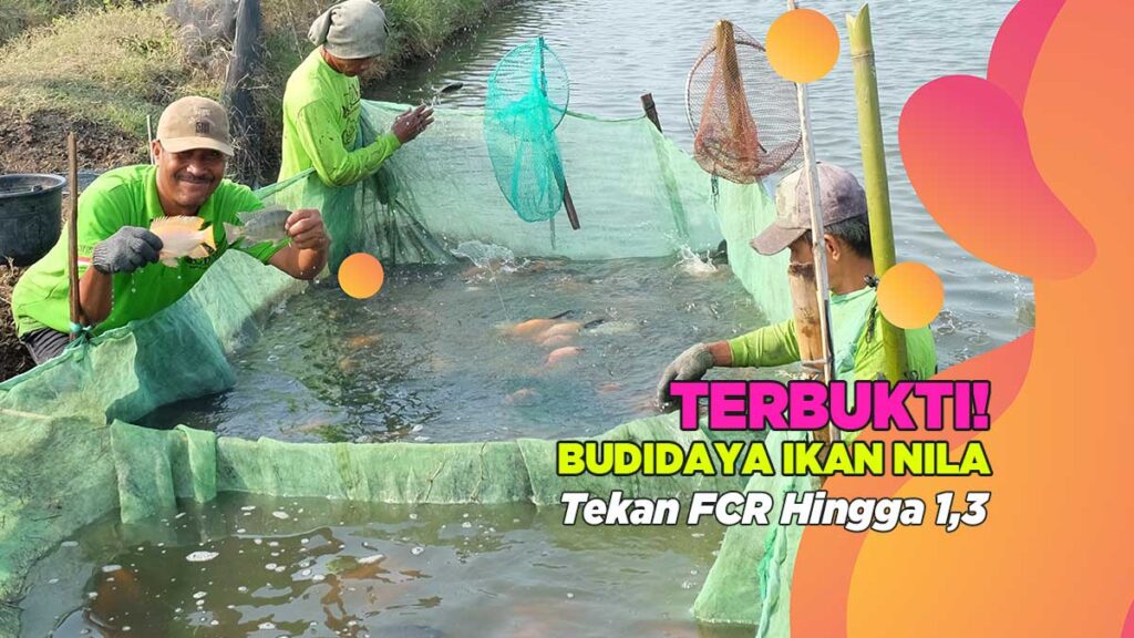 ternak ikan nila
