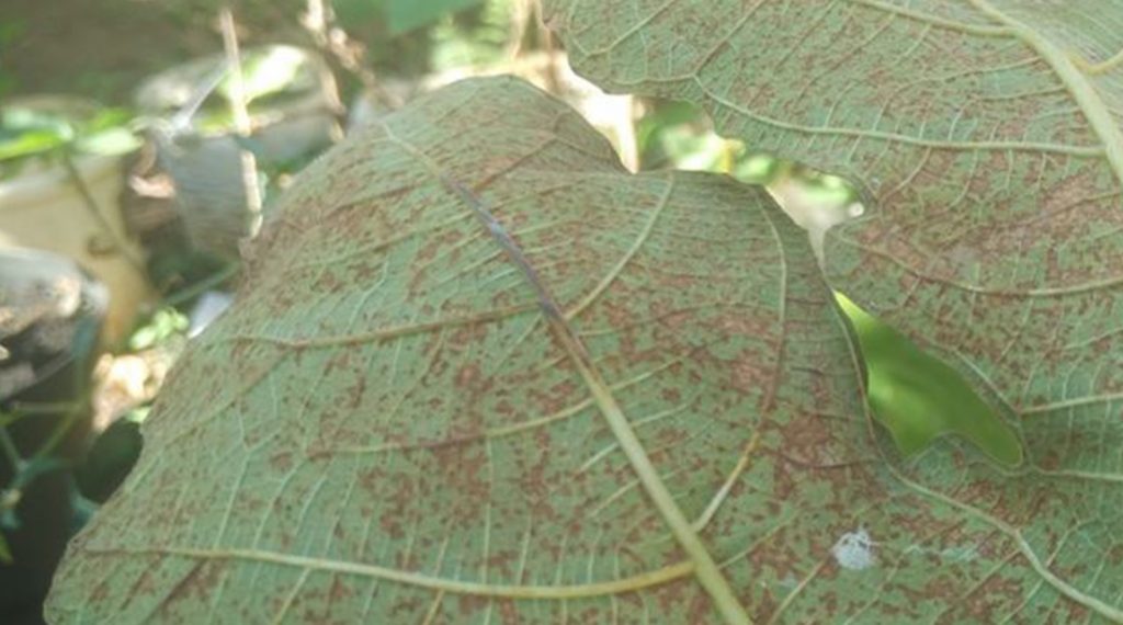 penyakit karat buah tin