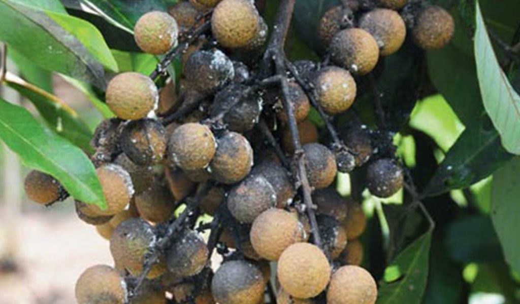 cara pengendalian hama dan penyakit kelengkeng