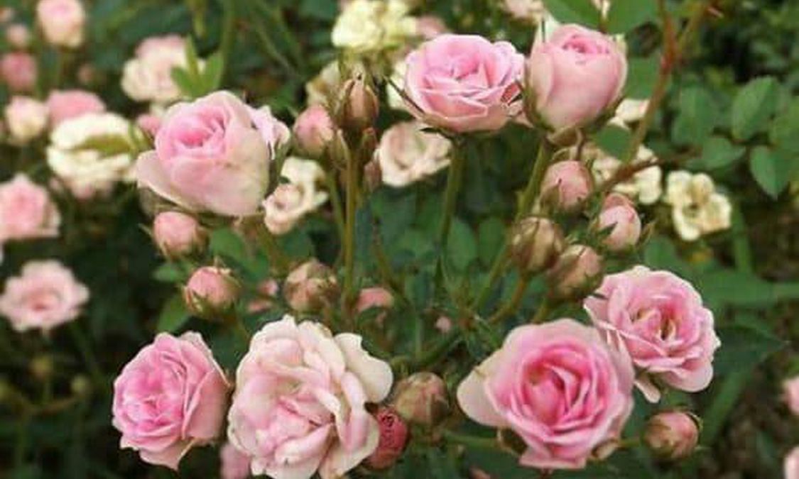 Cara Memupuk Bunga  Mawar  Terbukti Menghasilkan Warna 