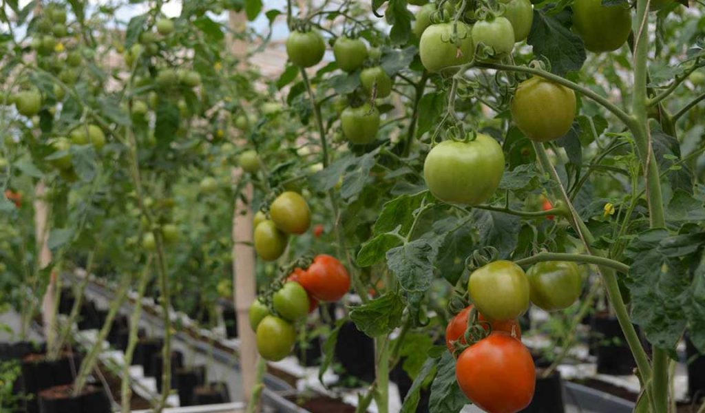 cara pemupukan tanaman tomat