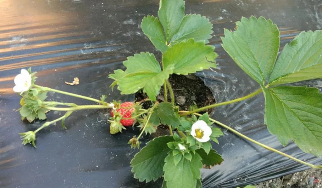 perawatan strawberry