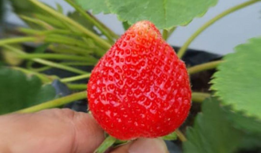 buah strawberry