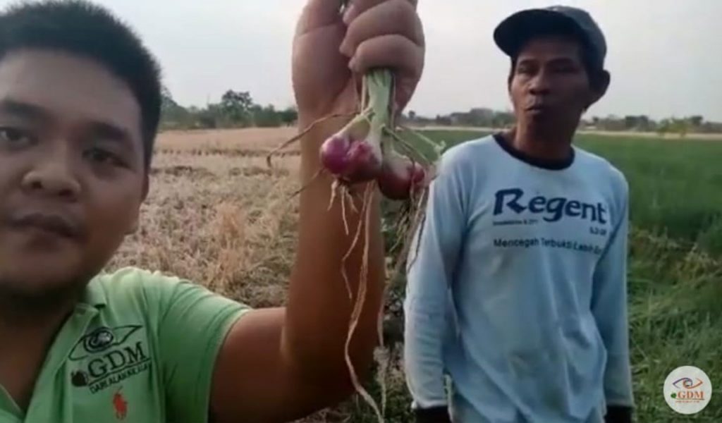 mengatasi hama dan penyakit bawang merah