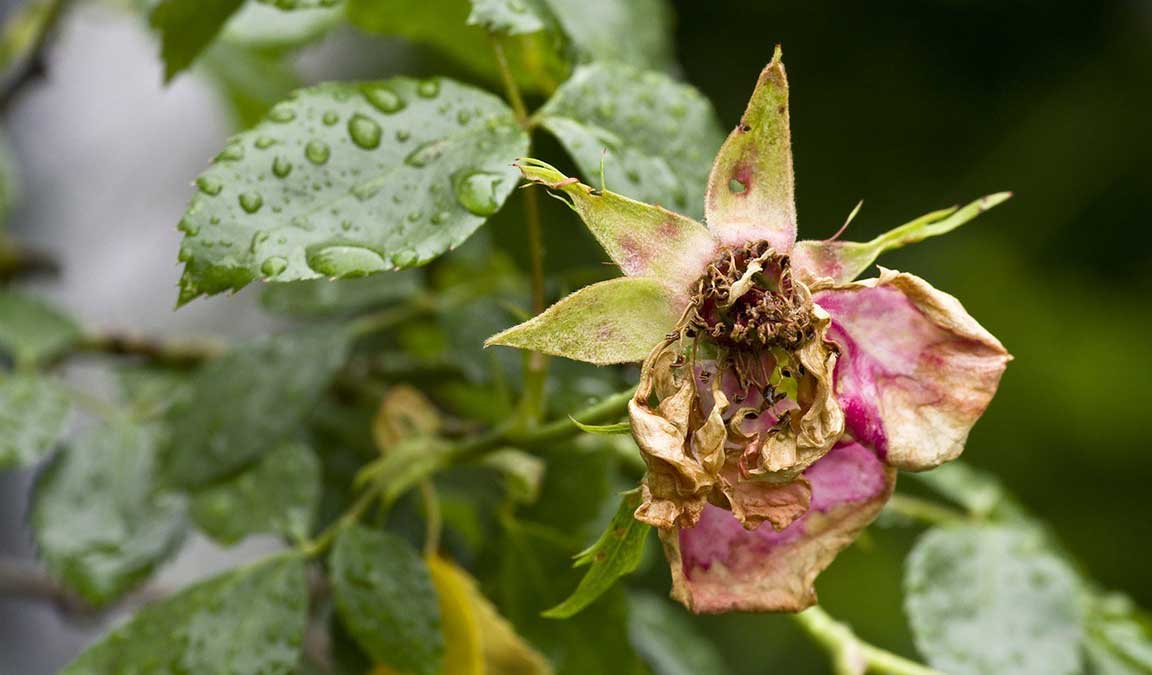 Kenali Jenis Penyakit dan Hama Pada Bunga  Mawar  Beserta 
