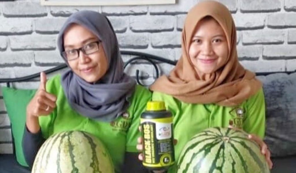 pupuk untuk semangka