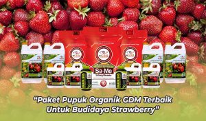 Agar Strawberry Cepat Berbuah: Syarat Tumbuh, Kandungan Nutrisi Hingga ...