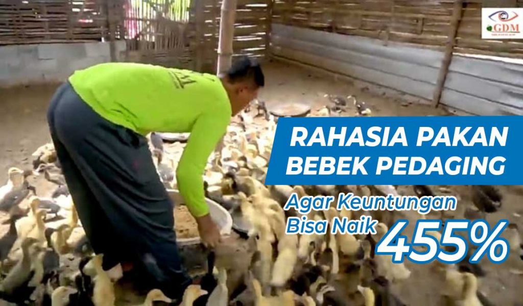 pakan bebek pedaging