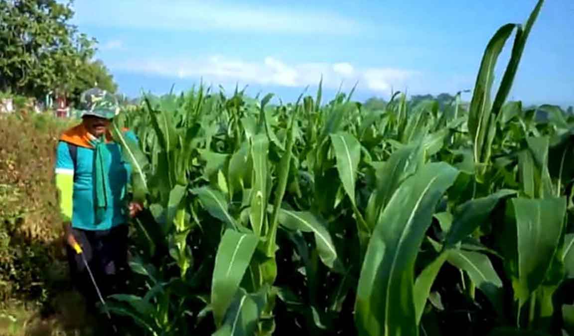 Cara Menanam Jagung Sampai Panen Dan Menghasilkan