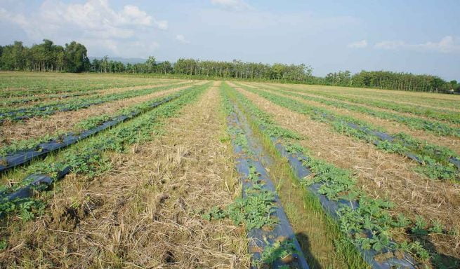 Cara Budidaya Semangka Hasilkan Panen Buah Lebih Manis, Harga Jual
