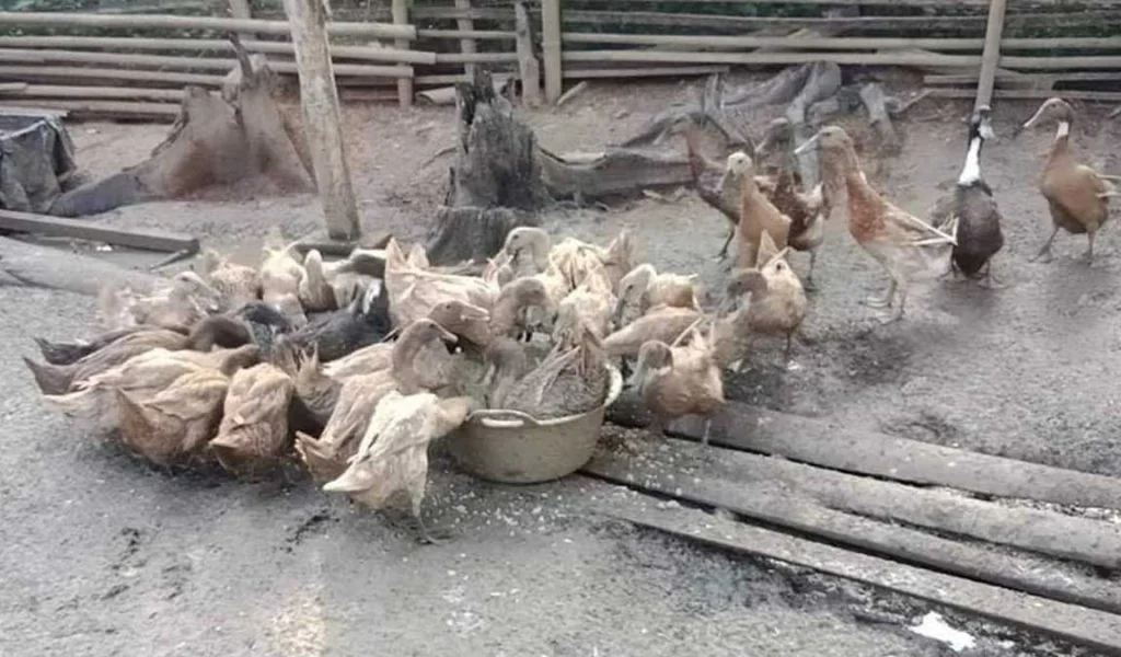 pakan bebek
