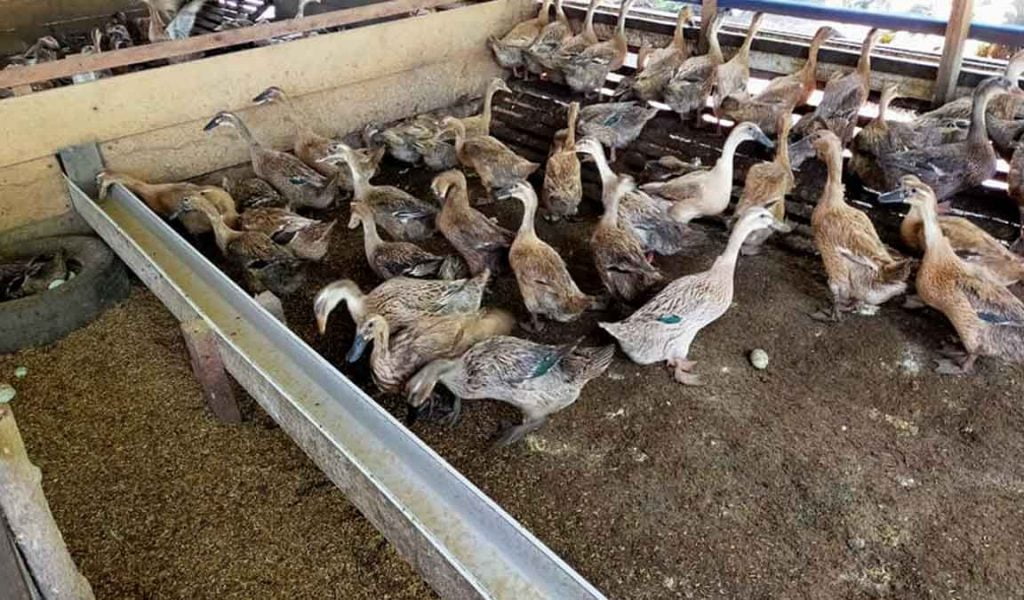 perawatan bebek petelur