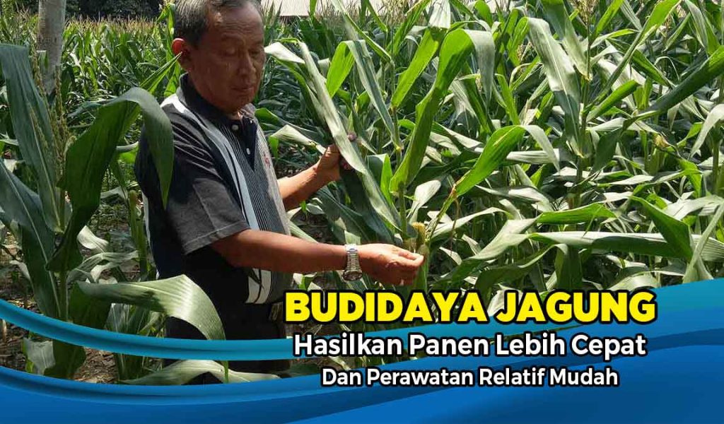 budidaya jagung
