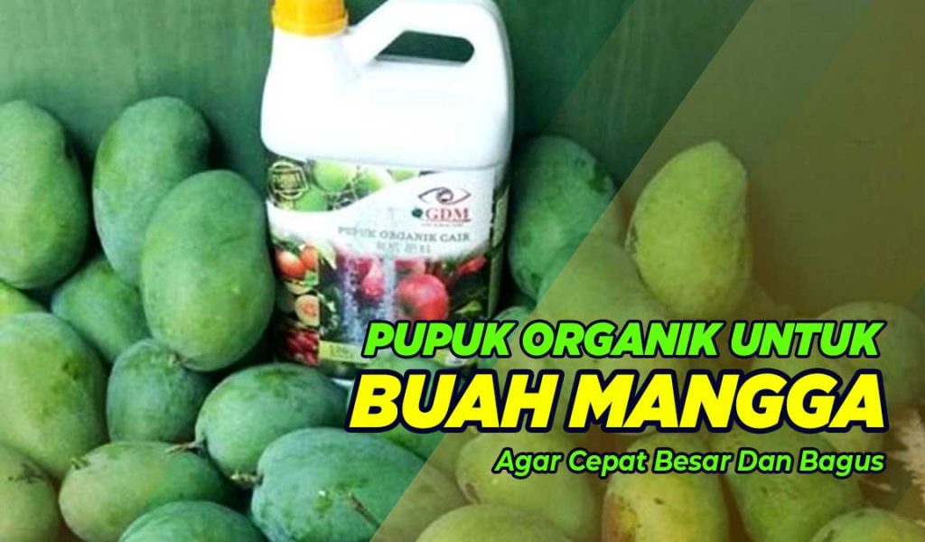 pupuk yang digunakan untuk pohon mangga