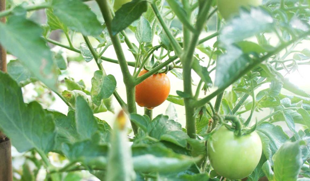 Syarat tumbuhan tomat