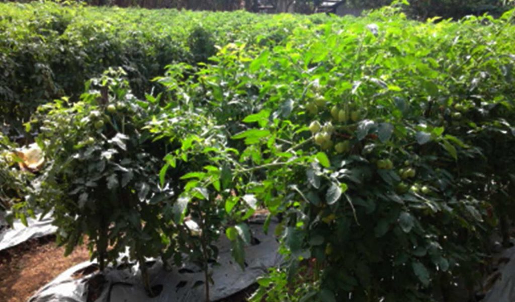 perawatan tanaman tomat