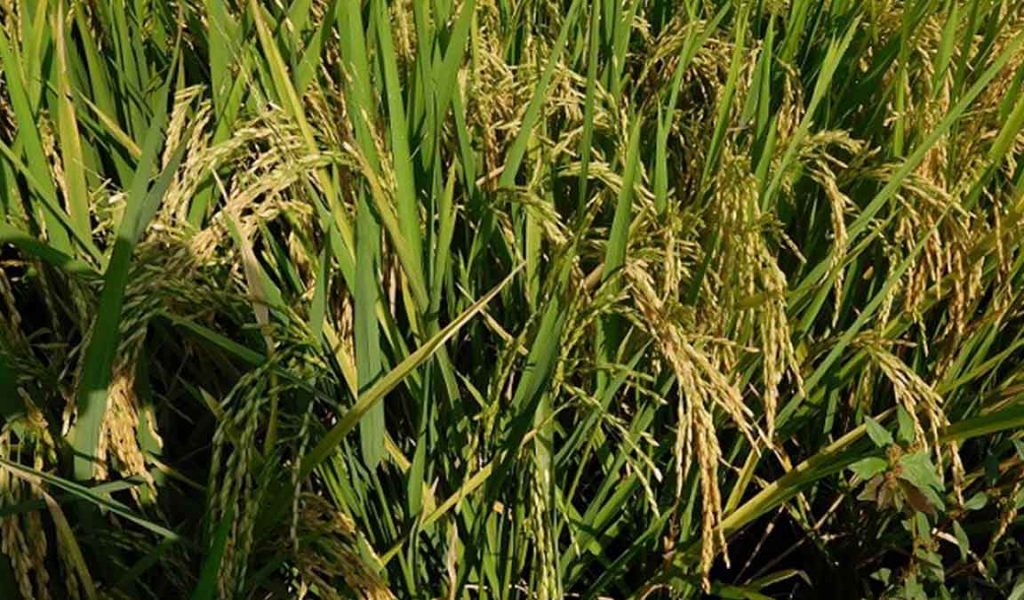 syarat tumbuh tanaman padi