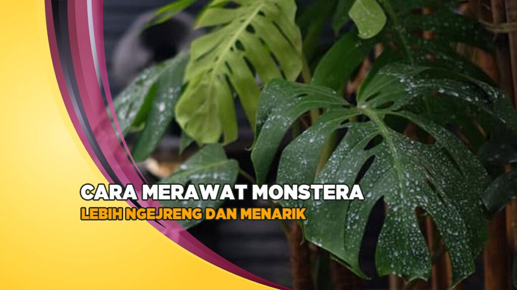 cara merawat monstera