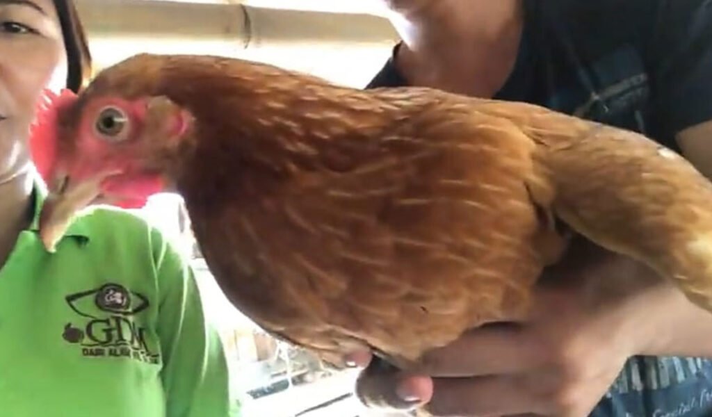 Ayam Milik Mitra GDM Terlihat Sehat
