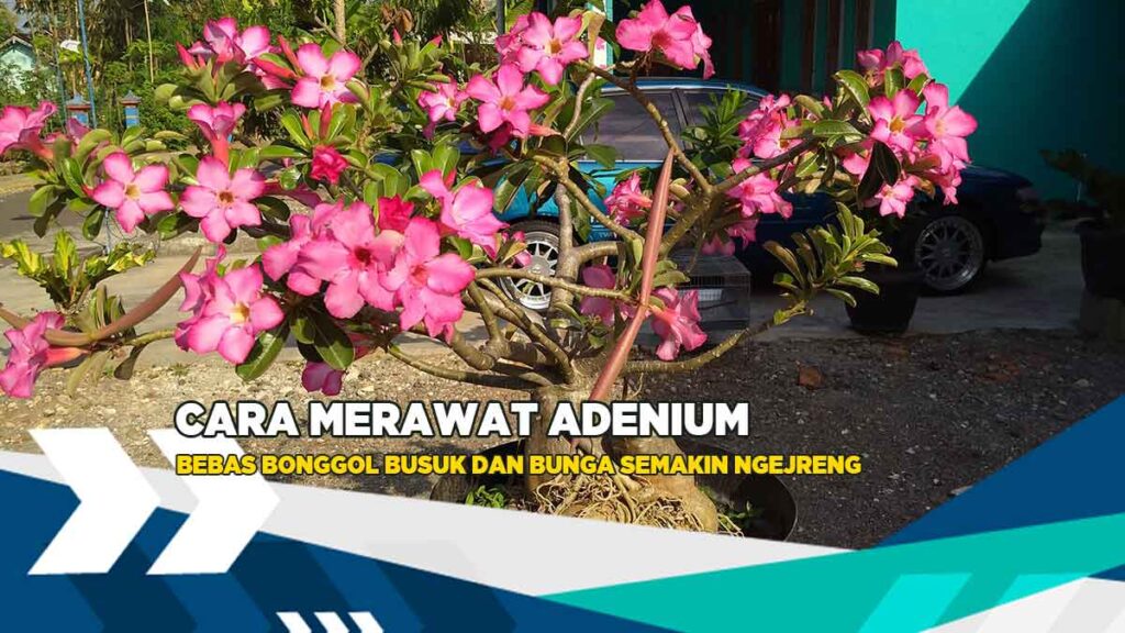 cara merawat adenium