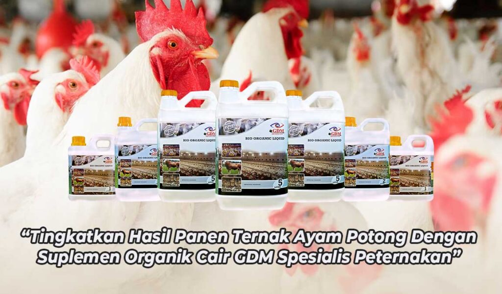 suplemen organik untuk ayam potong
