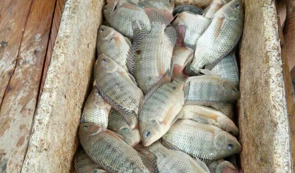 Proses Pasca Panen Ikan Nila