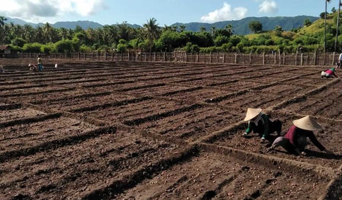 Cara Budidaya Bawang Merah Hasilkan Panen Dalam Waktu 60 Hari ...