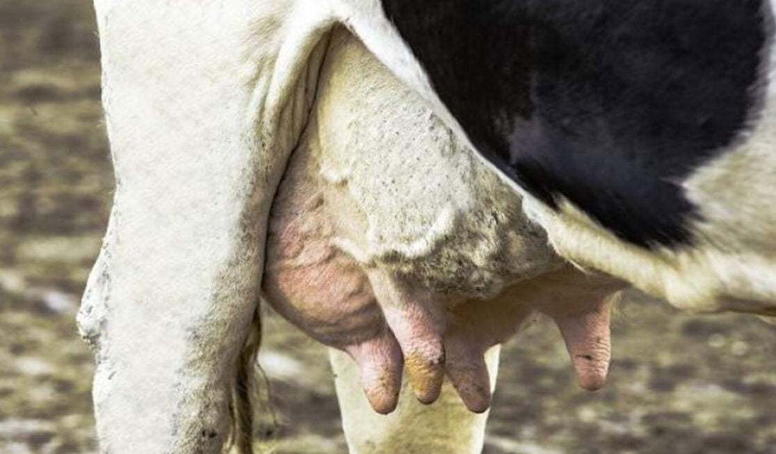 Sapi Demam Ini Dia! Jenis Penyakit Sapi Beserta Solusi Lengkapnya Untuk Peternak ...