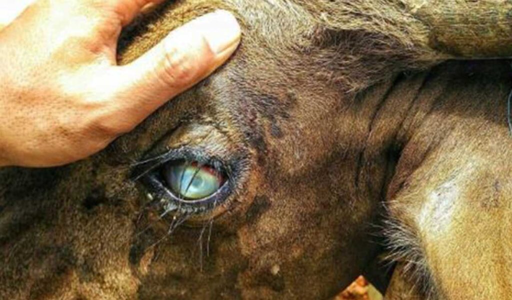 penyakit mata pada sapi