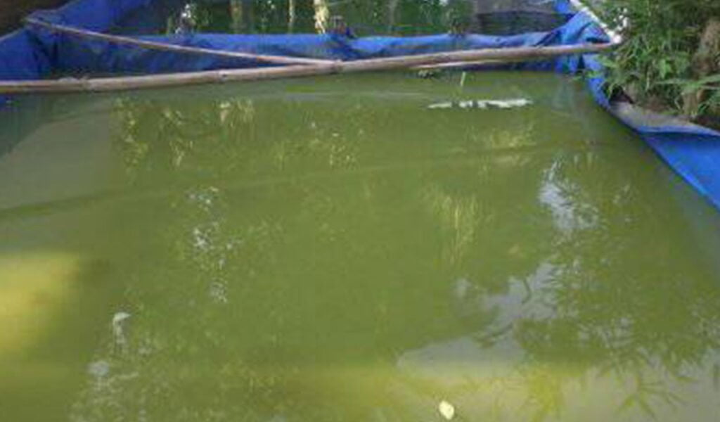 pengisian air kolam budidaya ikan bandeng