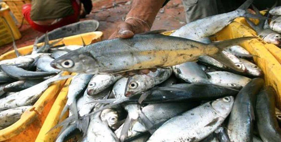 Cara Budidaya Ikan Bandeng Yang Terbukti Meningkatkan