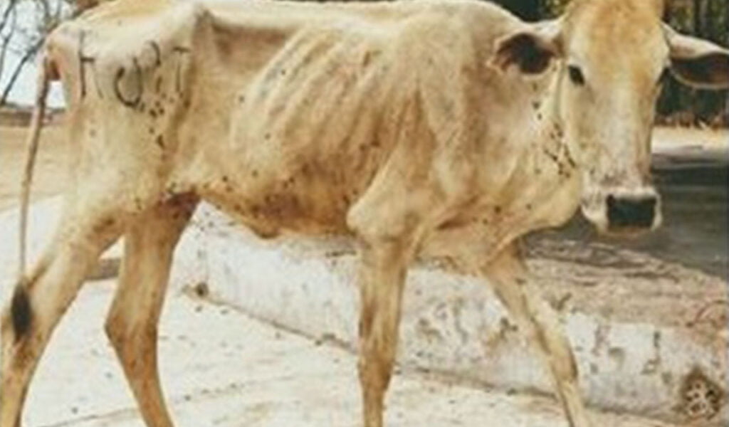 penyakit cacingan pada sapi